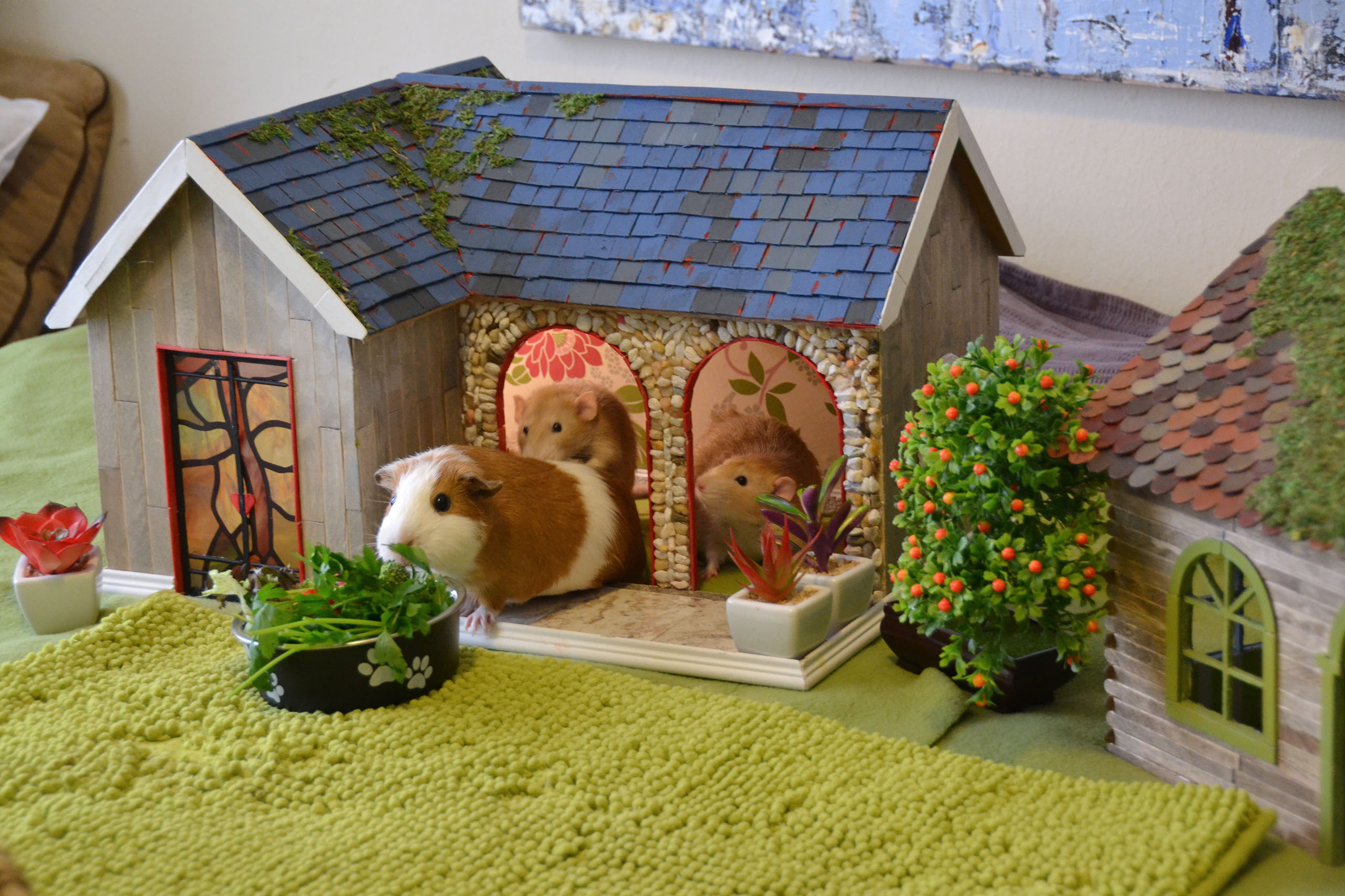 guinea pig hay house